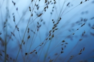 Abstract;Blue;botanical;botanicals;botany;flora;Grass;greenery;herb;herbage;New-