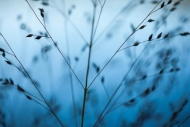 Abstract;Abstractions;Blue;Grass;New-Jersey;Patterns;Plant;Plants;Ramapo-Lake;Ra