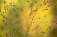 Abstract;botanical;botanicals;botany;flora;Gold;Grass;greenery;herb;herbage;New-