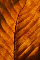 Abstract;Abstractions;Foliage;Leaf;Leafy;Leaves;Patterns;Shapes;Textures;Vein;Br