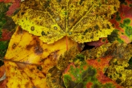 Abstract;Abstractions;Autumn;Fall;Foliage;Green;Leaf;Leafy;Leaves;Orange;Pattern