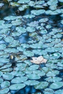 Abstract;Abstraction;Aqua;Botanical;Calm;Close-up;Fallen-Leaves;Flowers-Plants;H