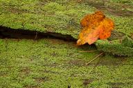 Abstract;Abstractions;Foliage;Georgia;Leaf;Leafy;Leaves;Lichen;Log;Marshall-Fore