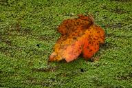 Abstract;Abstractions;Foliage;Georgia;Leaf;Leafy;Leaves;Lichen;Log;Marshall-Fore