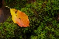 Abstract;Abstractions;Fall;Foliage;Georgia;Green;Leaf;Leafy;Leaves;Marshall-Fore