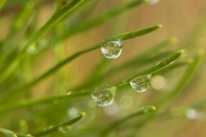 Dew;Water;Blue-Heron-Overlook;Droplet;Dewy;Drop;Wet;Moisture;Kentucky;Big-South-