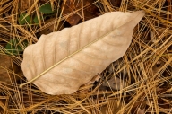 Autumn;Big-South-Fork-National-Recreation-Area;Brown;Fall;Foliage;Leaf;Leafy;Lea