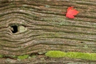 Vein;Abstract;Leaf;Bush;Leafy;Tree-Trunk;Branch;Jamestown;Trees;Cumberland-Plate