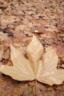 Abstract;Abstractions;Botanical;Colorful;Foliage;Leaf;Leaves;Plants;Vegetation