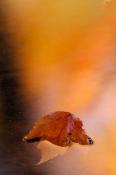 Abstract;Abstractions;Autumn;Fall;Foliage;Leaf;Leafy;Leaves;Patterns;Reflection;