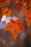 Textures;Shapes;Patterns;Abstractions;Abstract;Leaf;Leaves;Leafy;Vein;Foliage