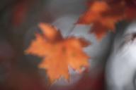 Textures;Shapes;Patterns;Abstractions;Abstract;Leaf;Leaves;Leafy;Foliage;Vein