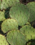 Arizona;botanical;botanicals;botany;Cacti;Cactus;flora;Green;greenery;herb;herba