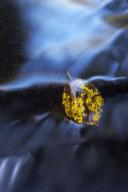 Textures;Shapes;Leaf;Leaves;Leafy;Foliage;Vein;Patterns;Abstract;Reflections;Ref