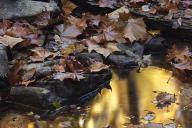 Leaf;Leaves;Leafy;Foliage;Vein;Reflections;Reflection;Striation;Rock;Boulder;Geo