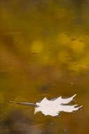 Textures;Shapes;Patterns;Abstractions;Abstract;Leaf;Leaves;Leafy;Foliage;Vein;Re