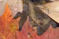 Textures;Shapes;Patterns;Abstractions;Abstract;Leaf;Leaves;Leafy;Foliage;Vein;Re