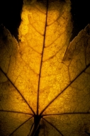 Abstract;Botanical;Brown;Foliage;Gold;Leaf;Leafy;Leaves;Patterns;Textures;Vein;Y