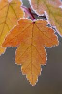 Fort-Payne;Alabama;Little-River-Canyon-National-Preserve;Textures;Shapes;Pattern