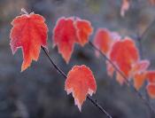 Alabama;Fort-Payne;Little-River-Canyon;Textures;Shapes;Patterns;Abstractions;Abs