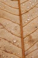 Abstract;Abstractions;Damp;Dew;Dewy;Drop;Droplet;Foliage;Leaf;Leafy;Leaves;Moist