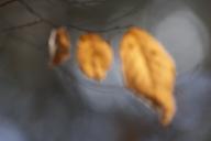 Leaf;Leaves;Leafy;Foliage;Vein;Textures;Shapes;Patterns;Abstractions;Abstract;sh