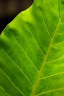 Abstract;Abstractions;Amazon-River-Basin;Botanical;Botanicals;botany;Brazil;flor