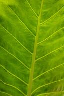 Abstract;Abstractions;Amazon-River-Basin;Botanical;Botanicals;botany;Brazil;flor