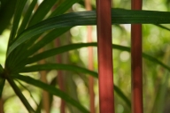 Abstract;Abstractions;Amazon-River-Basin;Bark;Botanical;Botanicals;botany;Branch