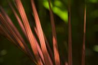 Abstract;Abstractions;Abstracts;Amazon-River-Basin;Bark;Botanical;Botanicals;bot