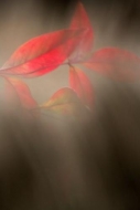 Oriental;Peaceful;haze;Abstract;Green;Abstractions;Leaves;Oneness;Blur;Red;Textu