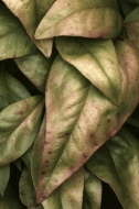 Abstract;Leaves;Plants;Leaf;Nature