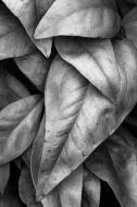 Abstract;Leaves;Plants;Leaf
