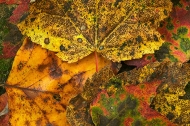 Abstract;Leaves;Plants;Fall;Forest;Colors;Yellow;Tennessee;Scenics;Details;Leaf;