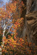 Tennessee;Cumberland-Plateau;Rock-Formations;Rocks;Fall-Scenes;Cliff;Seasons;For