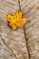 Leaf;Leaves;Abstract;Colors;Fall-Scenes;Fall;Nature;Tennessee;Yellow;Plants;Fore
