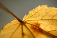 Leaf;Leaves;Abstract;Colors;Fall-Scenes;Fall;Nature;Tennessee;Yellow;Plants;Colo