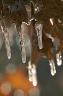 Ice;Icicles;Frozen;Freeze;Cold;Water