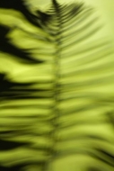 Ferns;Plants;Forest;Abstract