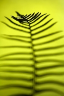 Ferns;Plants;Forest;Abstract
