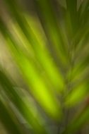 Abstract;Abstractions;Colorful;Plants;Botanical;Leaf;Leaves;Vegetation;Foliage;P