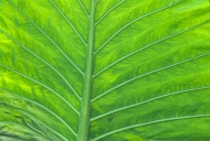 Plants;Foliage;Vegetation;Botanicals;Botany;Herbaceous;Herb;Greenery;Flora;Herba