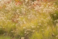 plants;Grass-Seed-Head;botanical;Kyles-Ford;Red;shrub;flora;Tennessee;Green;bota