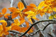 Alabama;Autumn;Branches;Brown;Close-up;Fall;Foliage;Fort-Payne;Gold;Horizontal;L