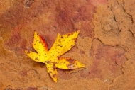 Alabama;Autumn;Botanical;Boulder;Boulders;Close-up;Fall;Fallen;Fallen-Leaves;Flo
