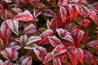 Autumn;Foliage;Frost;Green;Leaf;Leafy;Leaves;Nandina;Red;Vein;White;Winter