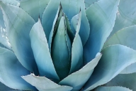 Cacti;Patterns;Abstract;Green;Aqua;Abstractions;Agave;flora;Shapes;SUCCULENT;pla