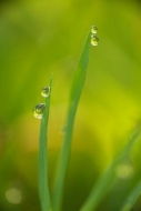 Dew;Water;damp;dewy;drop;droplet;grass;green;moisture;wet