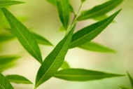 Close-up;Green;Leaf;Leaves;Oneness;Plant;Plants;Shrub;botanical;botanicals;botan