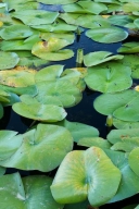 shrub;herbage;botanicals;vegetation;plant;flora;botany;Lily-Pads;Green;plants;gr